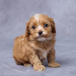 Cy - Red male Cavapoo puppy in Apple Creek, Ohio from Grandeur Valley Puppies