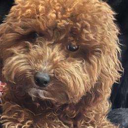 Goldendoodles and Poodles from Doodles & Poodles by Tiki