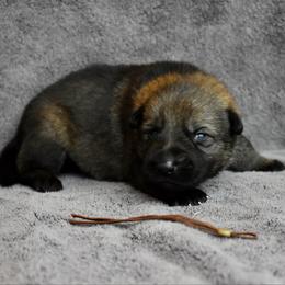 Brown - Sable male German Shepherd puppy in Cherryville, North Carolina from Masky Kennel