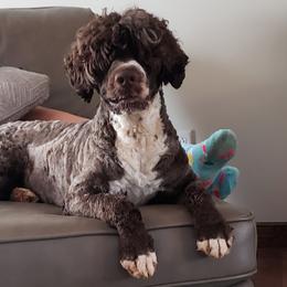 Portuguese Water Dog Puppies from Allegiance Portuguese Water Dogs