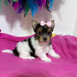 Girl 2 - Black tan and white female Biewer Terrier puppy in Roswell, Georgia from CG Tiny Paws