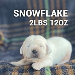 Snowflake - Yellow female Labrador Retriever puppy in Puyallup, Washington from 12 Door Farm Labradors