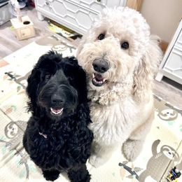 Goldendoodles from Hoaloha Doods