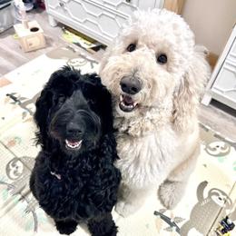 Goldendoodles from Hoaloha Doods