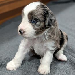 Aphrodite - Blue merle female Aussiedoodle puppy in New Durham, New Hampshire from Ridgeview Aussiedoodles