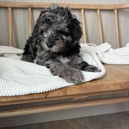 Henry - Merle male Goldendoodle puppy in Zeeland, Michigan from Dandelion Lane Doodles