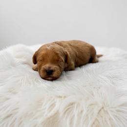 Winnie - Red female Maltipoo puppy in St. George, Utah from Winchester Hills Poodles and Doodles