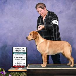 Golden Retrievers and Labrador Retrievers from Dioscuri Kennel