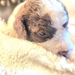 Boy 3 - Brown roan male Lagotto Romagnolo puppy in Lyman, Idaho from Regal Romagnolos