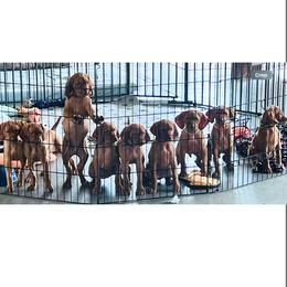 Vizsla Puppies from Waymaker Vizslas