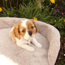 Cavalier King Charles Spaniel, Cavapoo, Companion Cross, and Pomeranian Puppies from MirVit Happy Tails Puppies