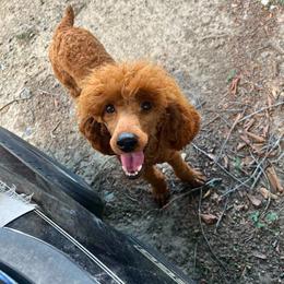 Ruby - Red  female Poodle puppy in Colerain, North Carolina from Lisa's Poodles
