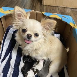 Poppy - Chihuahua