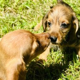 Dachshunds from Michiana Dachshunds