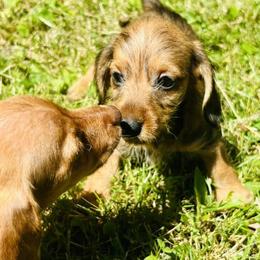 Dachshunds from Michiana Dachshunds