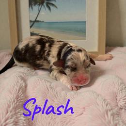 Splash - Blue merle female Aussiedoodle puppy in Ellenburg Center, New York from Kristin's Puppies