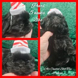 Pearl - Black female Shih Tzu puppy in Maize, Kansas from Air Capital Shih Tzu Puppies