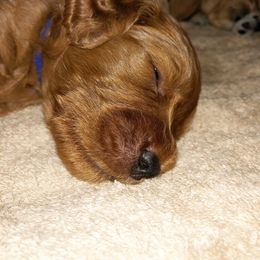 Goldendoodle Puppies from Idyllic Doodles