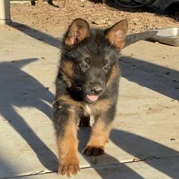 Elsa - Black and red female German Shepherd puppy in Whitewater, California from Vom Haus Metzler Shepherds