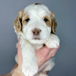 Gray Boy - Parti male Goldendoodle puppy in Greeley, Colorado from Millie Billie Doodles