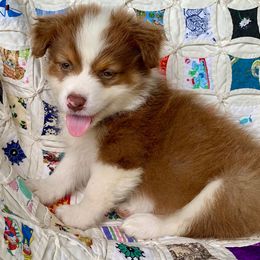 AKC Fir - Red tri-color male Australian Shepherd puppy in Zeeland, Michigan from Apple Ridge AKC Aussies