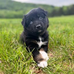 MERMAID - Black tri-color female Australian Shepherd puppy in Christiana, Tennessee from Vaught Family Farm