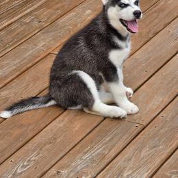 Siberian Husky Puppies from Nikolay Veltchev