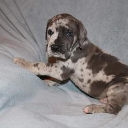Great Dane Puppies from Broken Arrow Danes
