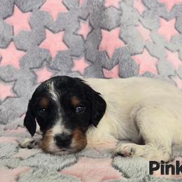 Pink Girl - Blue belton and tan (tri-color) female English Setter puppy in Potosi, Wisconsin from Point and Flush Gun Dogs