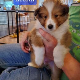 Shetland Sheepdog Puppies from Armitage Shetland Sheepdogs