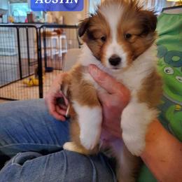 Shetland Sheepdog Puppies from Armitage Shetland Sheepdogs