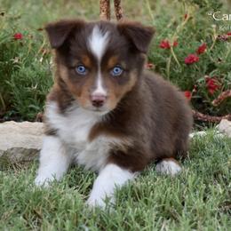 Candle - Red tri female Miniature Australian Shepherd puppy in Evant, Texas from Lazy VT Bar Ranch
