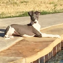 Italian Greyhound All Grown Up from Quality Italian Greyhounds