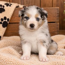 Winnie - Blue merle female Australian Shepherd puppy in Placerville, California from BFF Aussies