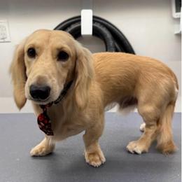 Theo - Cream male Dachshund puppy in Troup, Texas from East Texas Dachshunds