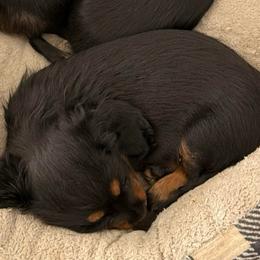 Loretta - Black and tan female Dachshund puppy in Crawford County, Arkansas from Louis' Litters