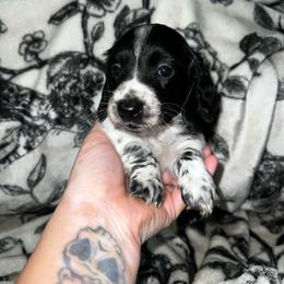 Anchor - Piebald male Dachshund puppy in La Junta, Colorado from Royal King’s Mini Dachshunds