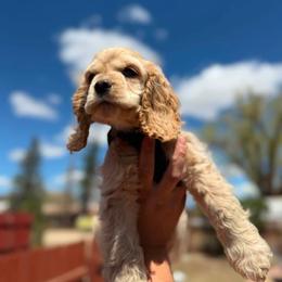 Teddy - Buff and white male Cocker Spaniel puppy in La Veta, Colorado from BRX Country Cockers LLC