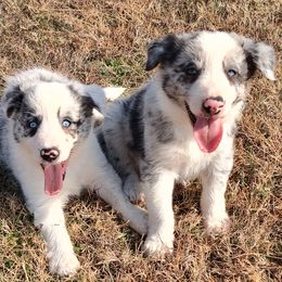 Denver-ABCA - Blue merle male Border Collie puppy in Bixby, Oklahoma from Bond Border Collies