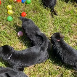 German Shepherd Puppies from Bell’s Shepherd Acres