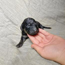 Periwinkle - Cream male Labradoodle puppy in Kingman, Arizona from The Dood Ranch