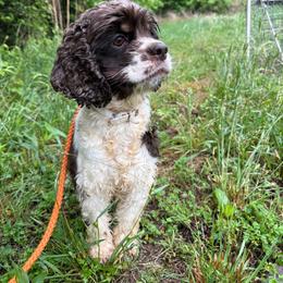 Marti - Black white and tan female Cocker Spaniel puppy in Boonville, North Carolina from Doods & Dolls