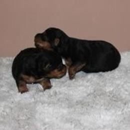 Welsh Terrier puppies from Peggy’s Terriers