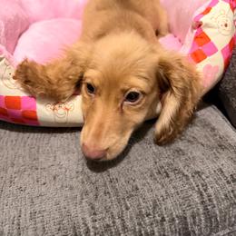 Leiha - Cream female Dachshund puppy in Magnolia, Texas from Carrie’s Countryside Dachshunds