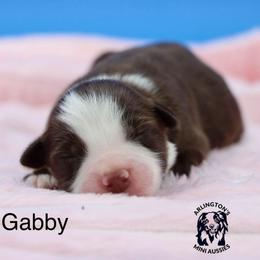 Gabby - Red tri female Miniature Australian Shepherd puppy in Weeki Wachee, Florida from Arlington's Mini Aussies