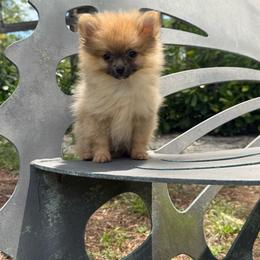 Tiny Peaches - Orange sable female Pomeranian puppy in Naples, Florida from 🤎 Dreaming Puppies 🐶
