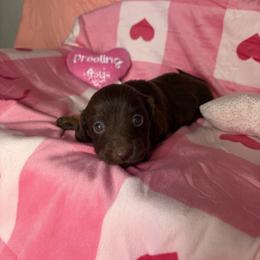 Genie - Chocolate female Dachshund puppy in Lake City, Florida from My Ditzy Doxies of Florida