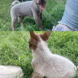 Australian Cattle Dog Puppies from Twisted C Heelers