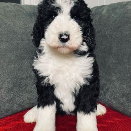 Stetson - Black and white female Sheepadoodle puppy in Pataskala And Thornville, Ohio from Four Front Doodles - Pataskala