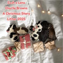 Linus - All black with White chest - Parti male Poodle puppy in Canfield, Ohio from Poo's Doo's & Inu's